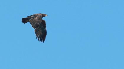 Büyük orman kartalı