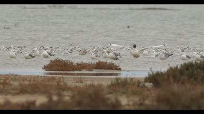Büyük karabaş martı