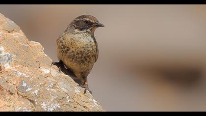 Sürmeli dağbülbülü