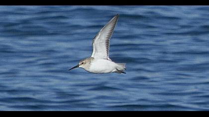 Karakarınlı kumkuşu