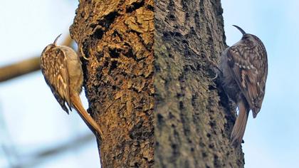 Bahçe tırmaşıkkuşu