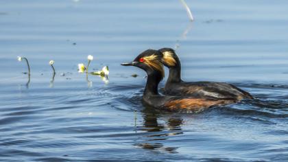 Karaboyunlu batağan