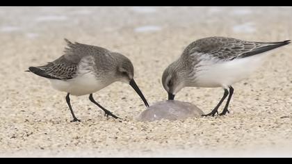 Karakarınlı kumkuşu