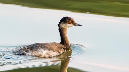 Karaboyunlu batağan