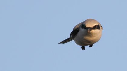 Büyük örümcekkuşu