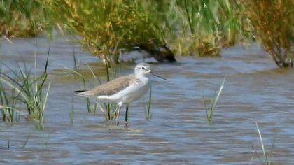 Bataklık düdükçünü