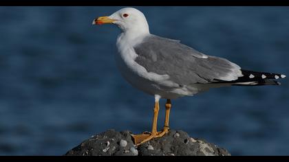 Van gölü martısı