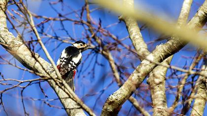 Orman alaca ağaçkakanı