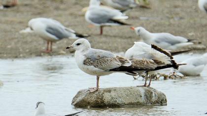 Küçük gümüş martı