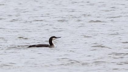 Karagerdanlı dalgıç