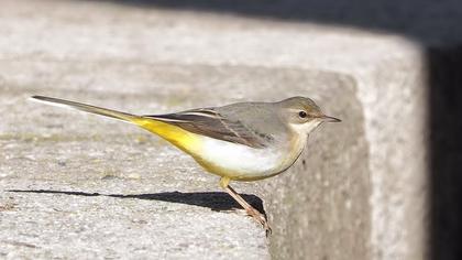 Dağ kuyruksallayanı