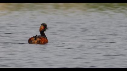 Karaboyunlu batağan