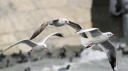 Küçük gümüş martı