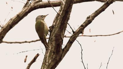 Küçük yeşil ağaçkakan
