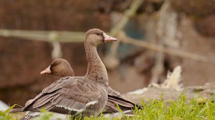 Greater White-fronted Goose