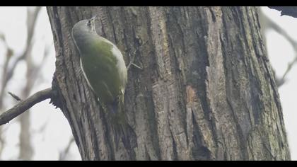 Küçük yeşil ağaçkakan