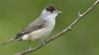Karabaşlı ötleğen