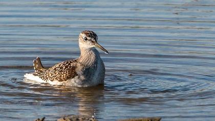 Orman düdükçünü