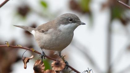 Küçük akgerdanlı ötleğen