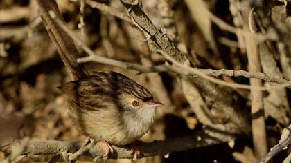 Dikkuyruklu ötleğen