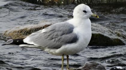 Küçük gümüş martı