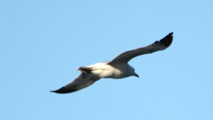 Van gölü martısı