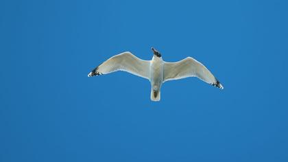 Büyük karabaş martı