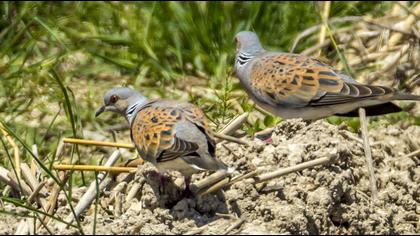 European Turtle Dove