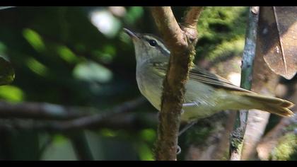 Yeşilimsi çıvgın