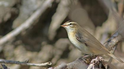 Kındıra kamışçını