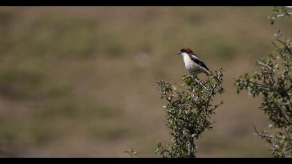 Kızılbaşlı örümcekkuşu