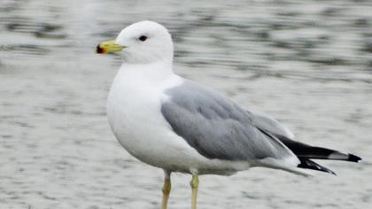 Van gölü martısı