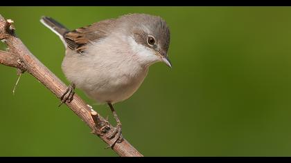 Akgerdanlı ötleğen