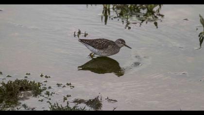 Orman düdükçünü