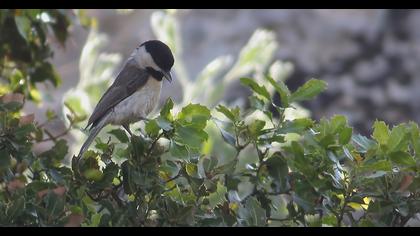 Akyanaklı baştankara