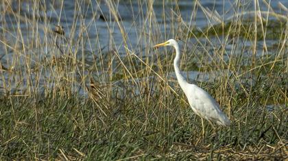 Büyük ak balıkçıl