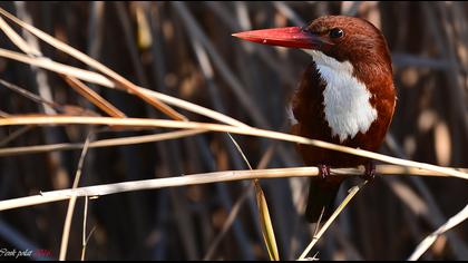 İzmir yalıçapkını