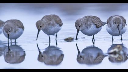Karakarınlı kumkuşu
