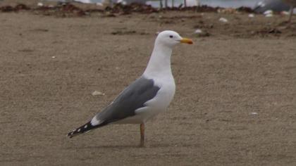 Van gölü martısı