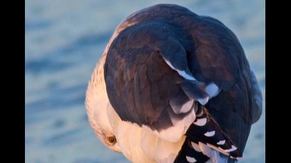 Büyük karasırtlı martı