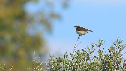 Kıbrıs kuyrukkakanı