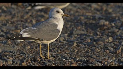 Küçük gümüş martı