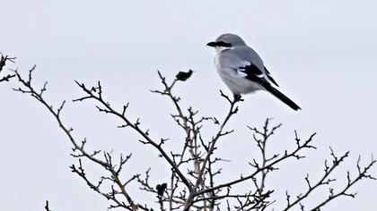 Büyük örümcekkuşu