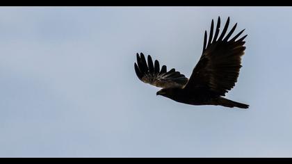 Büyük orman kartalı