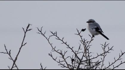 Büyük örümcekkuşu