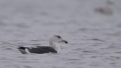 Büyük karasırtlı martı