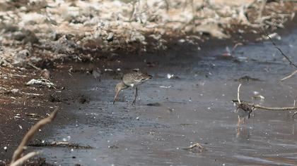 Kıyı çamurçulluğu