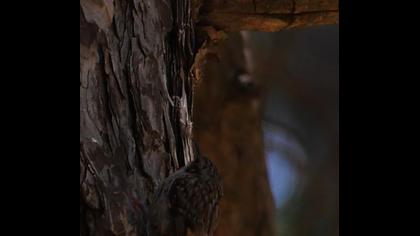 Bahçe tırmaşıkkuşu