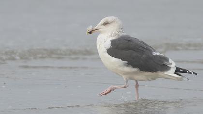 Büyük karasırtlı martı