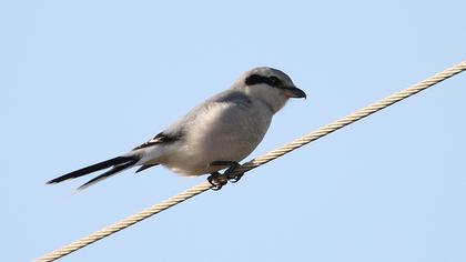 Büyük örümcekkuşu